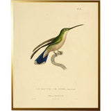 Hummingbird Plate 18