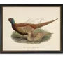 Vintage Shaws Pheasant 28x22