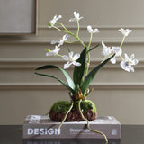 Clovis Orchid Drop-In