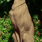 Greyhound