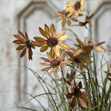 Caraway Coneflower in Pot
