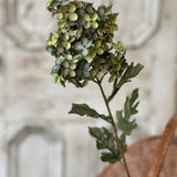 Coventry Hydrangea | 30" | Lagoon