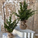 15" Woodland Cedar Tree