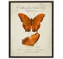 Orange Butterfly Bookplate 8x10